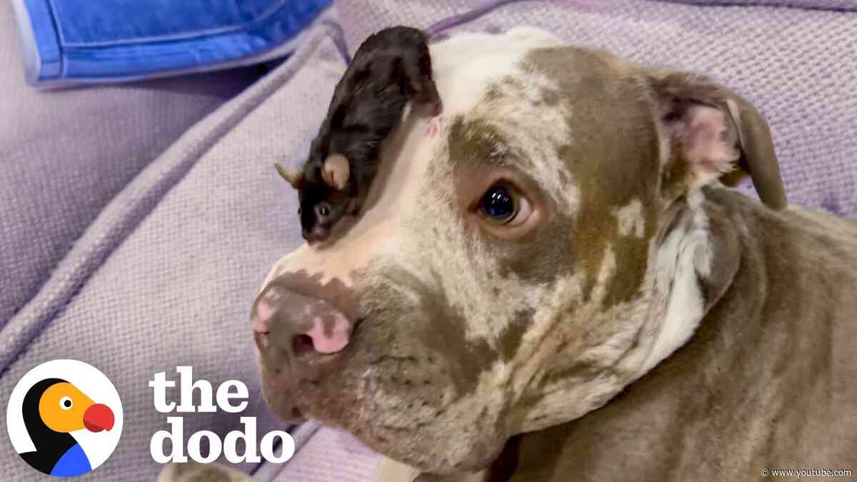 Pit Bull's Best Friend Is Tiny Mouse | The Dodo