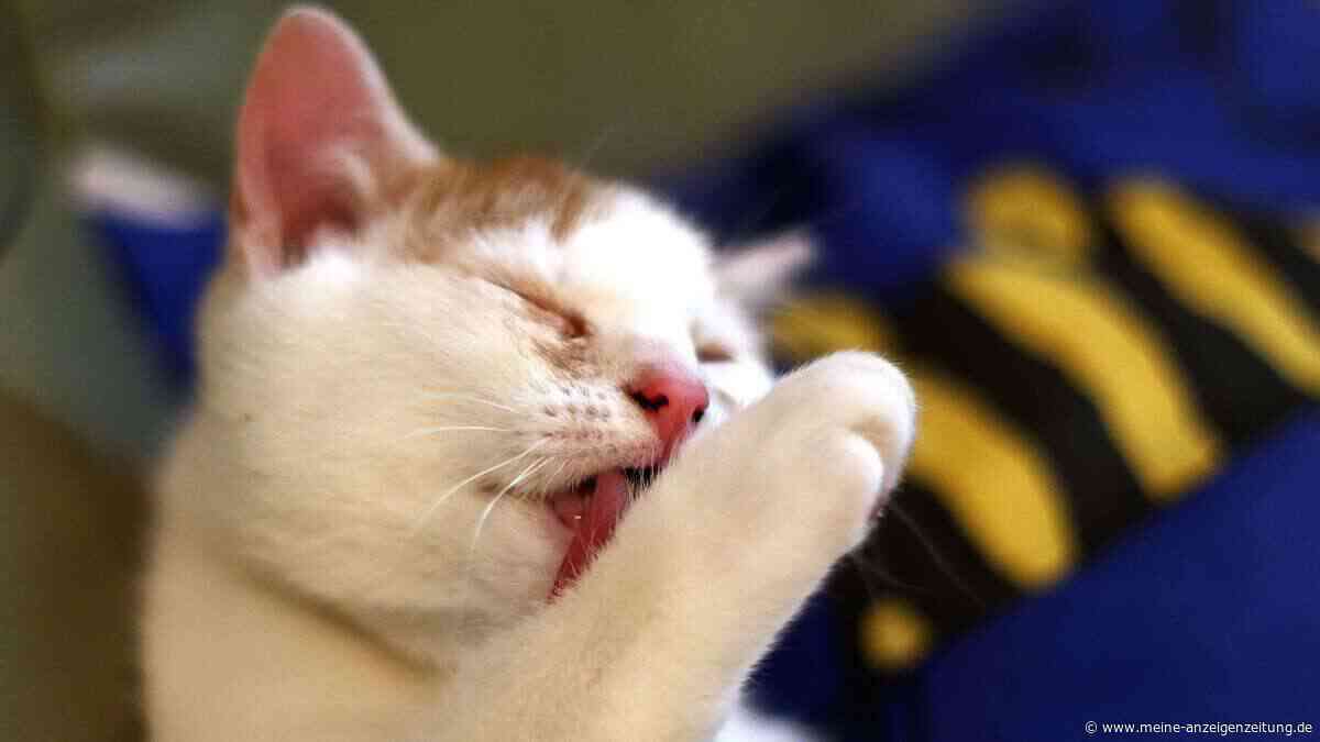 Die Entschlüsselung des Verhaltens von Katzen – was das hektische Putzen nach Streicheleinheiten heißt