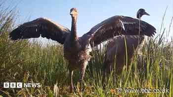 Crane chick gives hope that species is flourishing