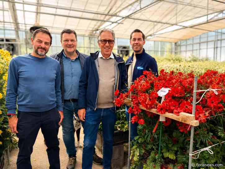 Onings wordt verkooppartner van Biancheri-ranonkels in Nederland