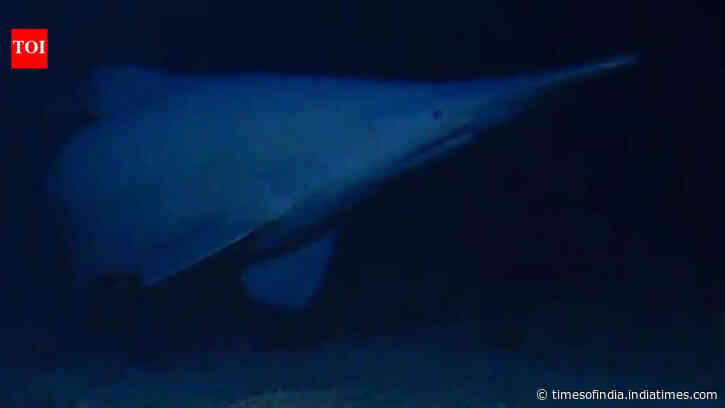 Scientists have filmed a rare 125-million-year-old goblin shark alive in its natural deep-sea habitat for the first time, revealing a new depth record and a wider Pacific range