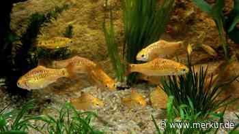Diese 10 Aquarienfische sehen im Zoohandel harmlos aus – und bringen Halter regelmäßig an ihre Grenzen