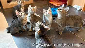 Tierheim und Pflegestellen am Limit: 90 Katzenkinder suchen liebevolle Zuhause