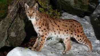 Clash over calls for council to oppose reintroduction of lynx to Northumberland