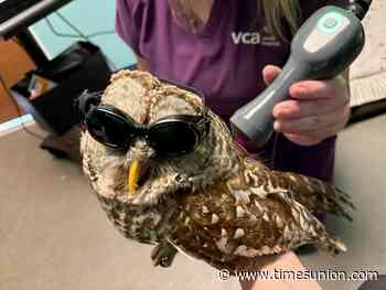 Injured owl from Orange County on the mend, receiving laser therapy