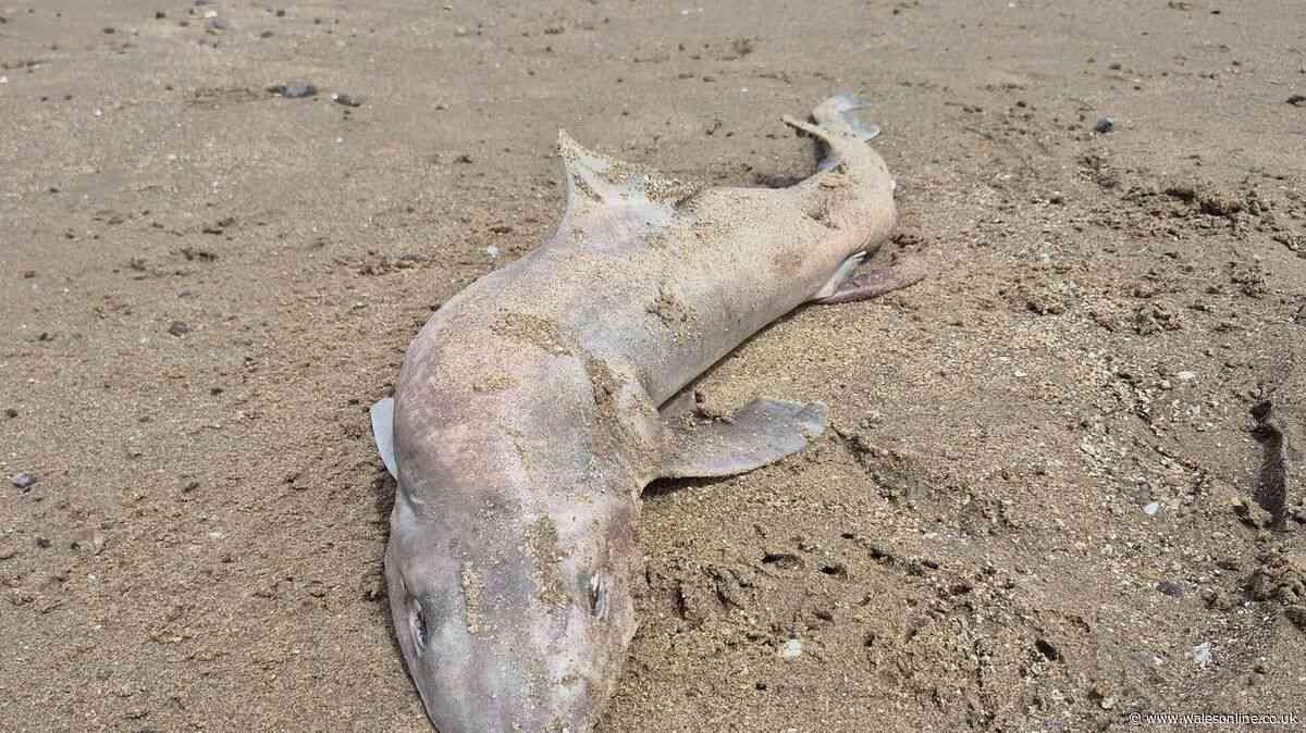 Creature washed up on Newton Beach believed to be critically endangered