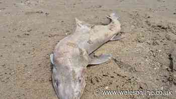 Creature washed up on Newton Beach believed to be critically endangered