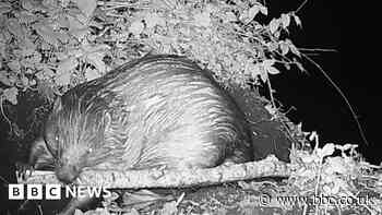 First wild beaver born in county for centuries