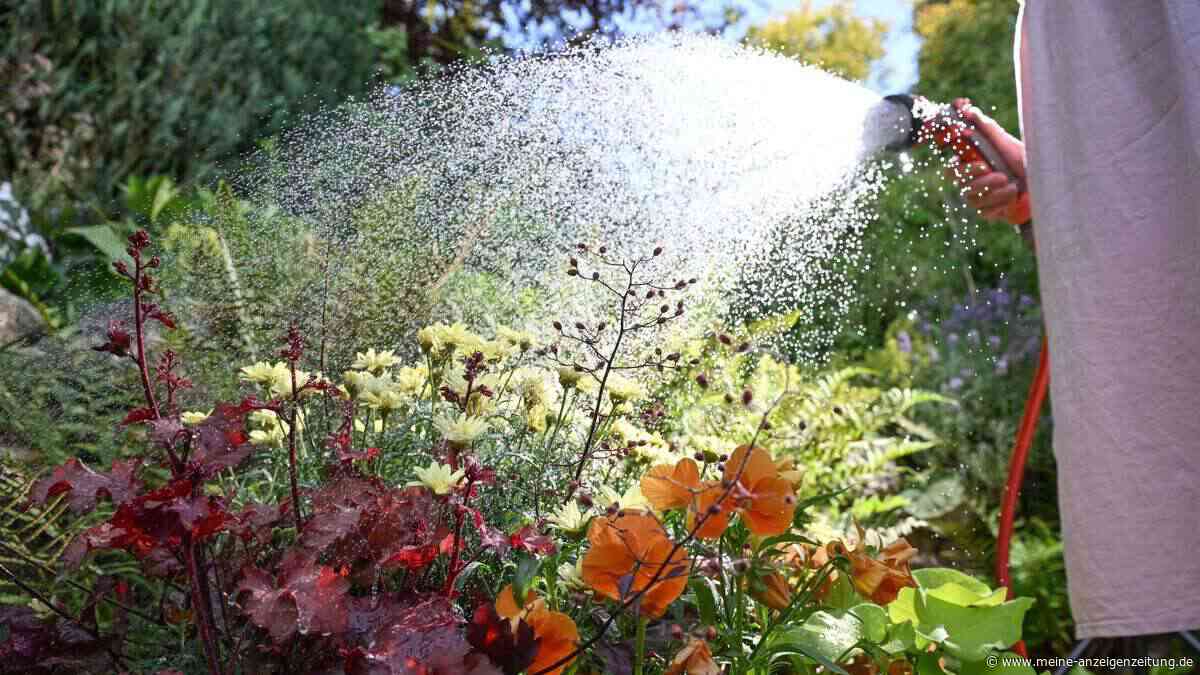 Schluss mit Dauergießen: Welche Pflanzen Ihren Garten durch Extremsommer bringen
