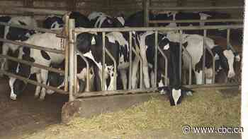Abbotsford cattle farmers want fines for unpermitted dike scrapped
