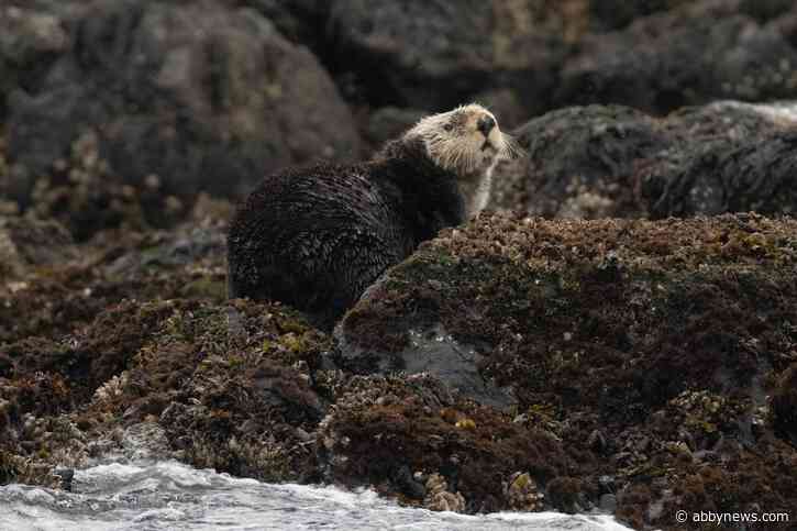 B.C. serial killer otter joins beloved Island marmot on missing critter list