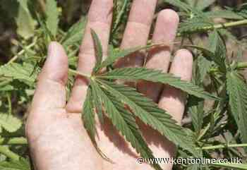 Police uncover suspected cannabis farm at high street shop