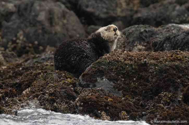B.C. serial killer otter joins beloved Island marmot on missing critter list