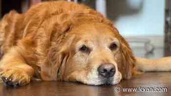 Abbott family dog Pancake, 'First Puppy of Texas' dies