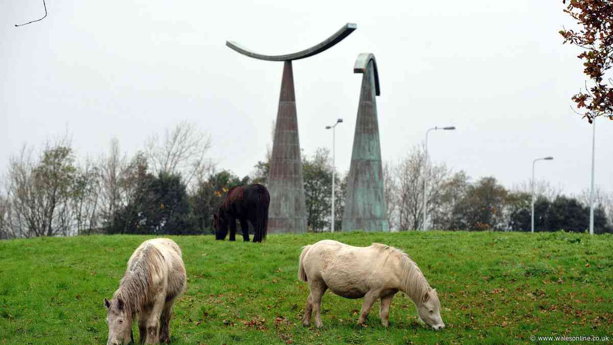 Thousands back call for tethering ban after pony killed on busy Cardiff road