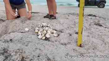 Clearwater Marine Aquarium works to give sea turtles a fighting chance