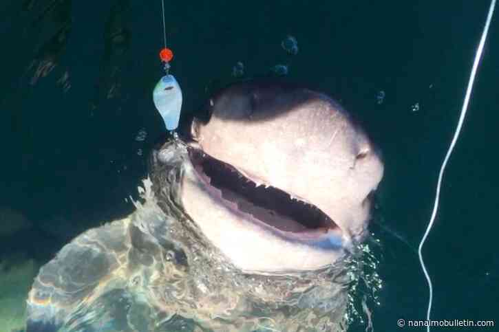 ‘Wild experience’: Parksville fisherman hooks sixgill shark off Vancouver Island