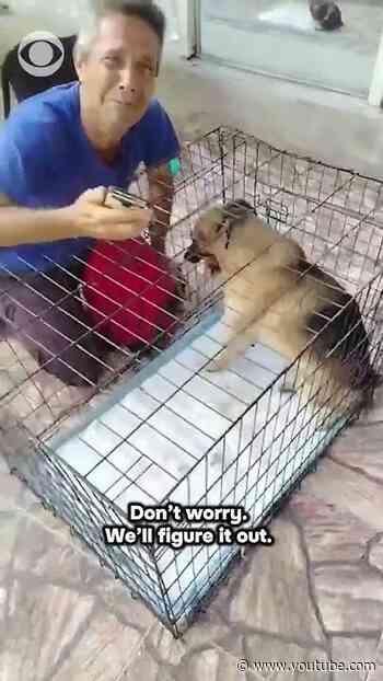 Tearful moment Venezuelan man reunites with lost dog after earthquakes #shorts