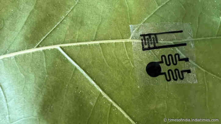 Scientists create smartwatch-like plant wearables that let farmers monitor crops in real time, detecting drought, disease and nutrient problems days before plants show visible signs of stress