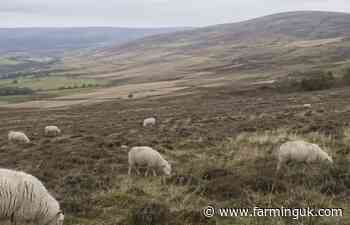 Lower grazing levels fuelling moorland fires, sheep body warns