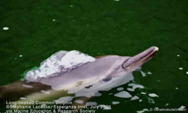 Rare long-beaked common dolphins spotted in North Island waters