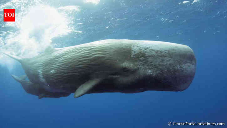 Scientists use AI to decode sperm whale communication, discovering a possible phonetic alphabet and revealing that Mediterranean sperm whales have different dialects by region