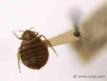 These are the US's worst cities for bed bugs, Orkin report finds