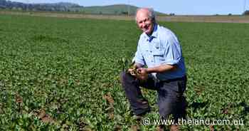 Fortune fabas the brave: why this grower has added beans to the crop rotation