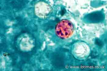 Michigan's Cyclospora Surge Follows a Year of Cuts to US Parasitic Disease Programmes Under Musk and RFK Jr