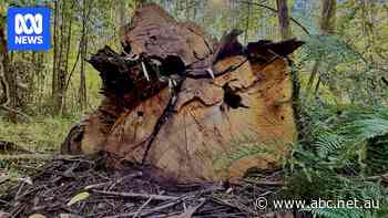 Environmental groups raise concerns about logging 'by stealth'