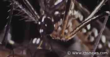 Grant Park mosquitos test positive for West Nile virus