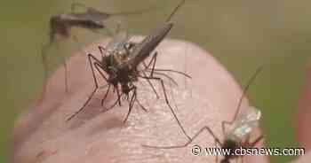 Atlanta health officials warn of record West Nile infection in mosquitos