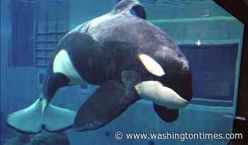 Warner Bros. developing 'Free Willy' reboot