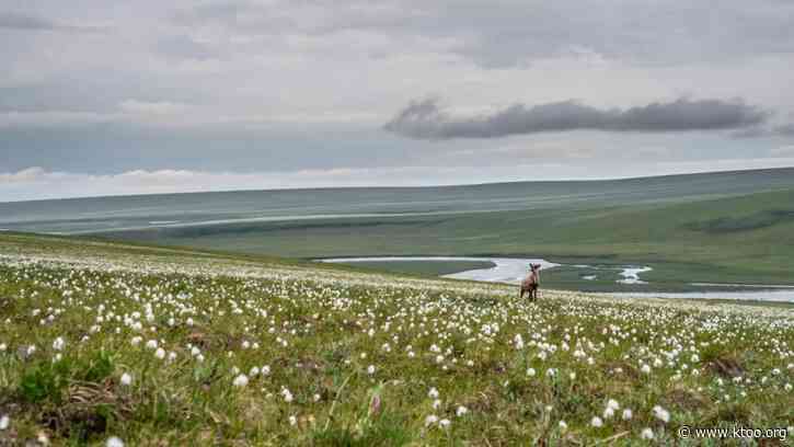 Under new agreement, federal government limits obstacles to oil leasing in Alaska’s Arctic refuge