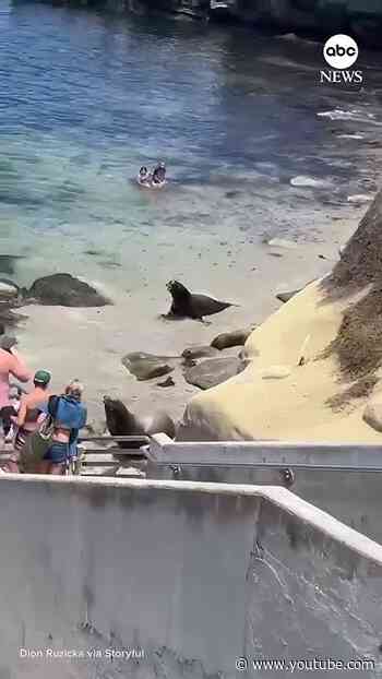 Sea lions send beachgoers running in San Diego