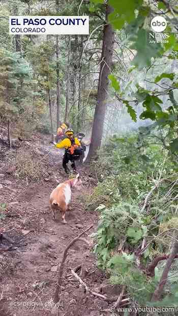 Goat helps give Colorado firefighters an escort to blaze