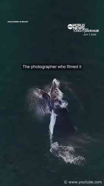 Drone video captures humpback whale feeding near shore
