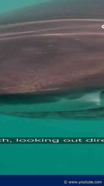 Great white shark seen off Rhode Island coast in rare underwater video