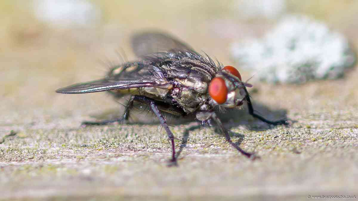 Households wondering how to get rid of flies urged to adopt 1-minute habit