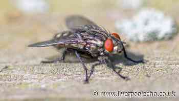 Households wondering how to get rid of flies urged to adopt 1-minute habit