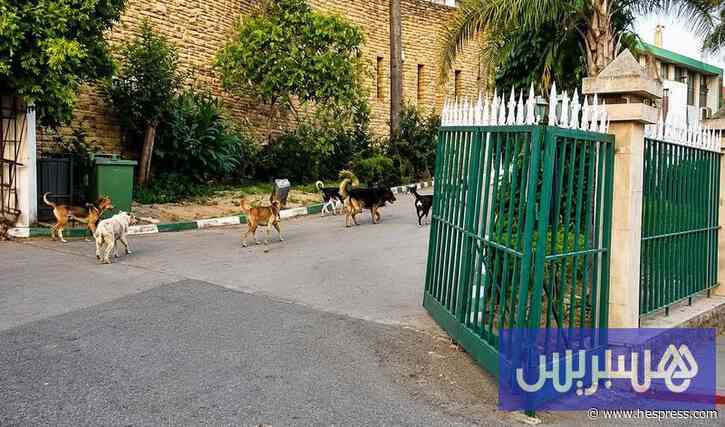 "كلاب ضالة" وراء صدام في وزان
