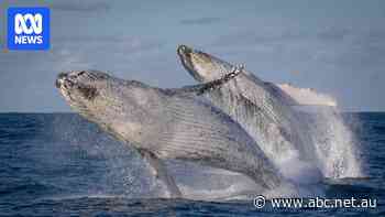 Indigenous-led whale tour shares thousands of years of observations and knowledge