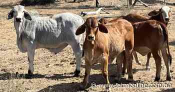 Thirlestone offered with 800 quality Brahman breeders in tick free country