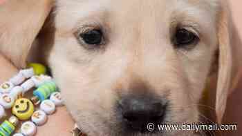 Taylor made! Adorable guide dogs named after newly married Swift graduate from training