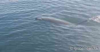 ‘Extraordinarily rare’ dolphin sightings reported in B.C.’s waters