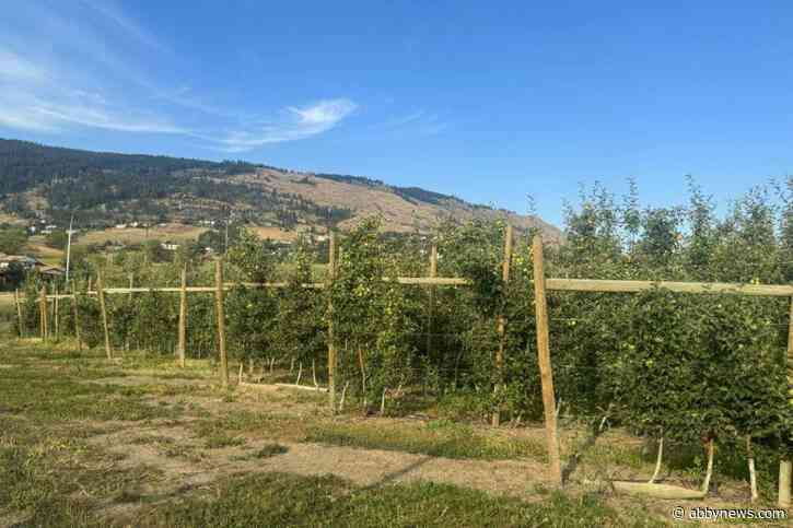 Local orchardists propose drilling into Okanagan aquifer to alleviate drought