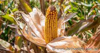 The corn signal: why Australian wheat growers can't afford to ignore it