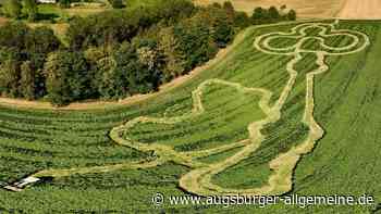 Irrgarten auf dem Acker: Wie entsteht das Maislabyrinth bei Wallenhausen?