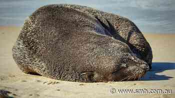 Deadly bird flu detected in local bird, suspected in seal