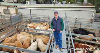 Heifer prices shine at Grafton store sale: prices reflect 'true values'